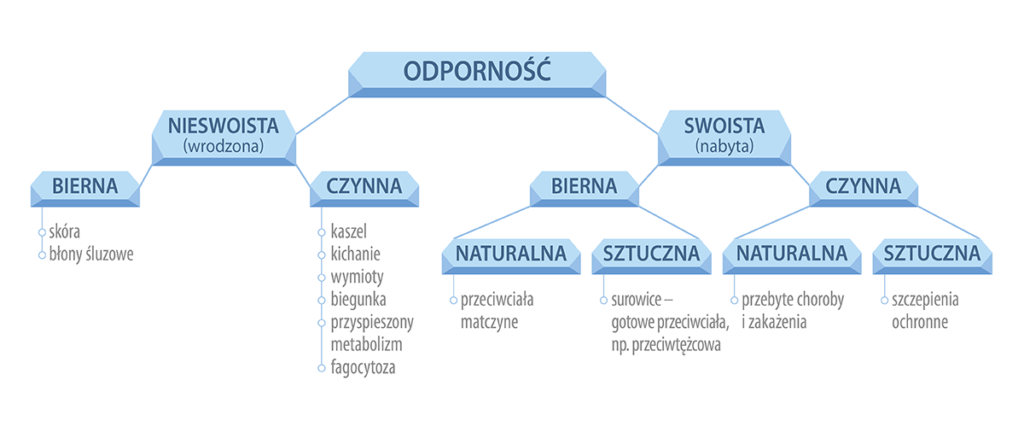 Infografika na temat rodzajów odporności psa