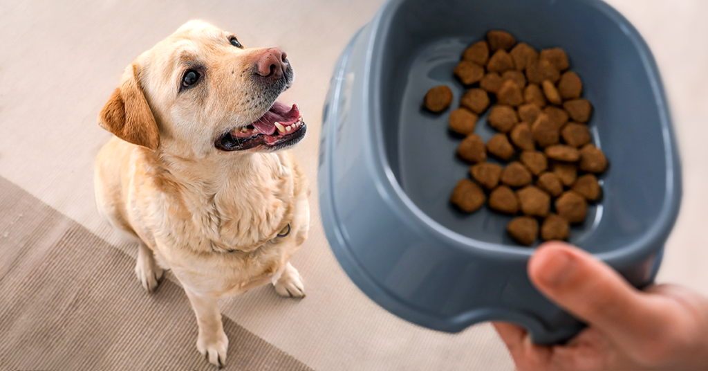 Pies golden retriver, w ręce opiekuna miska z suchą karmą dla psa.